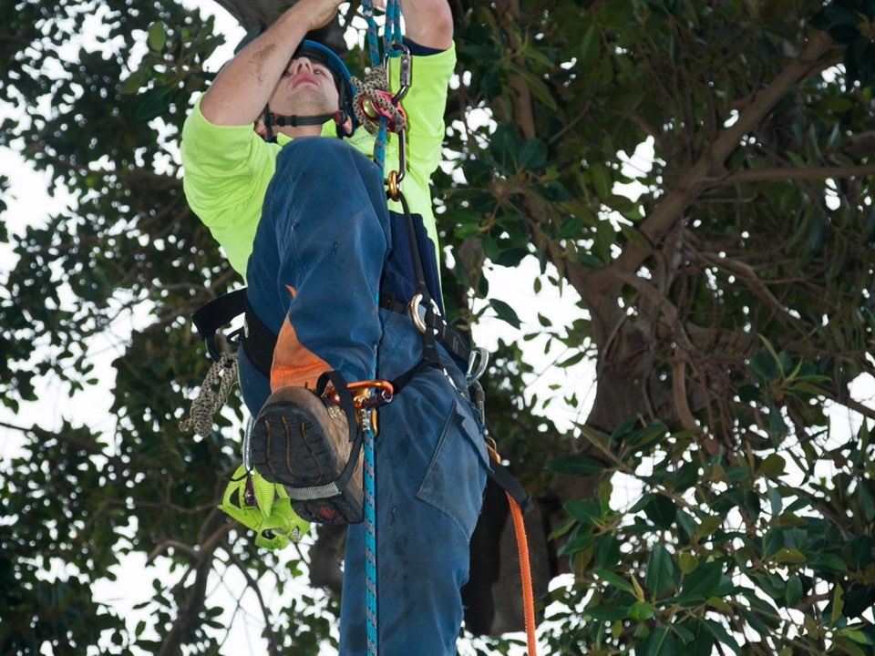 Qualified arborist working in a mature tree during a property survey in Bristol