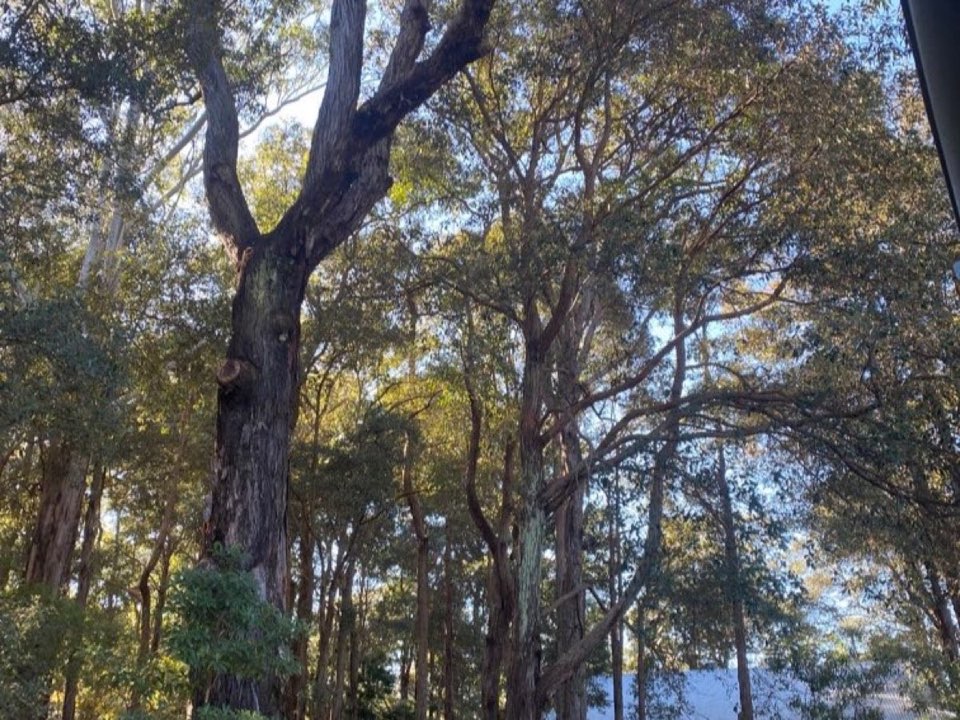 Mature trees in Bristol parkland with a property visible in the background
